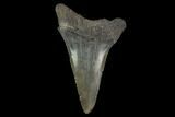 Fossil Mako Shark Tooth - South Carolina #128748-1